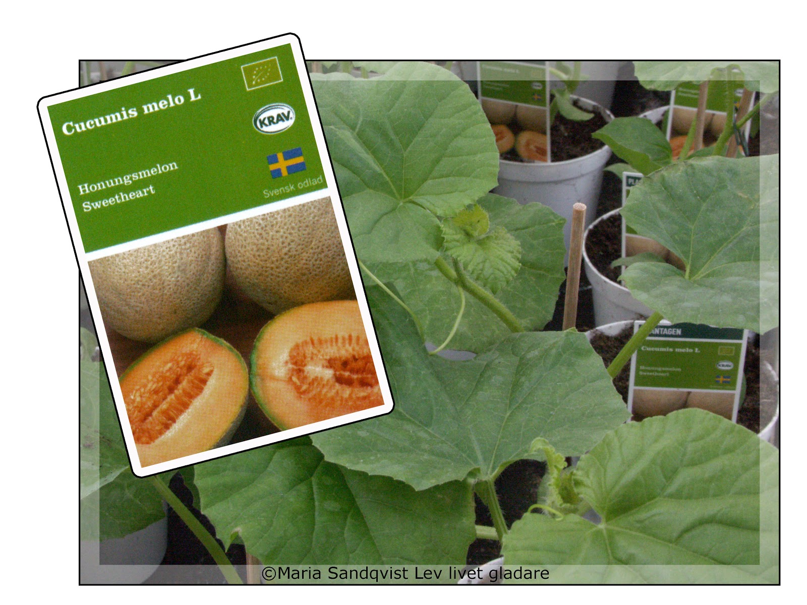 odla melon i sverige